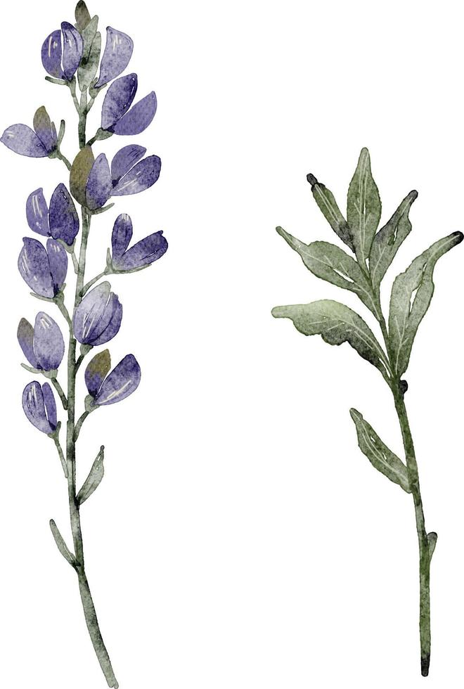 serie di illustrazioni ad acquerello di fiori e piante blu su sfondo bianco. vettore