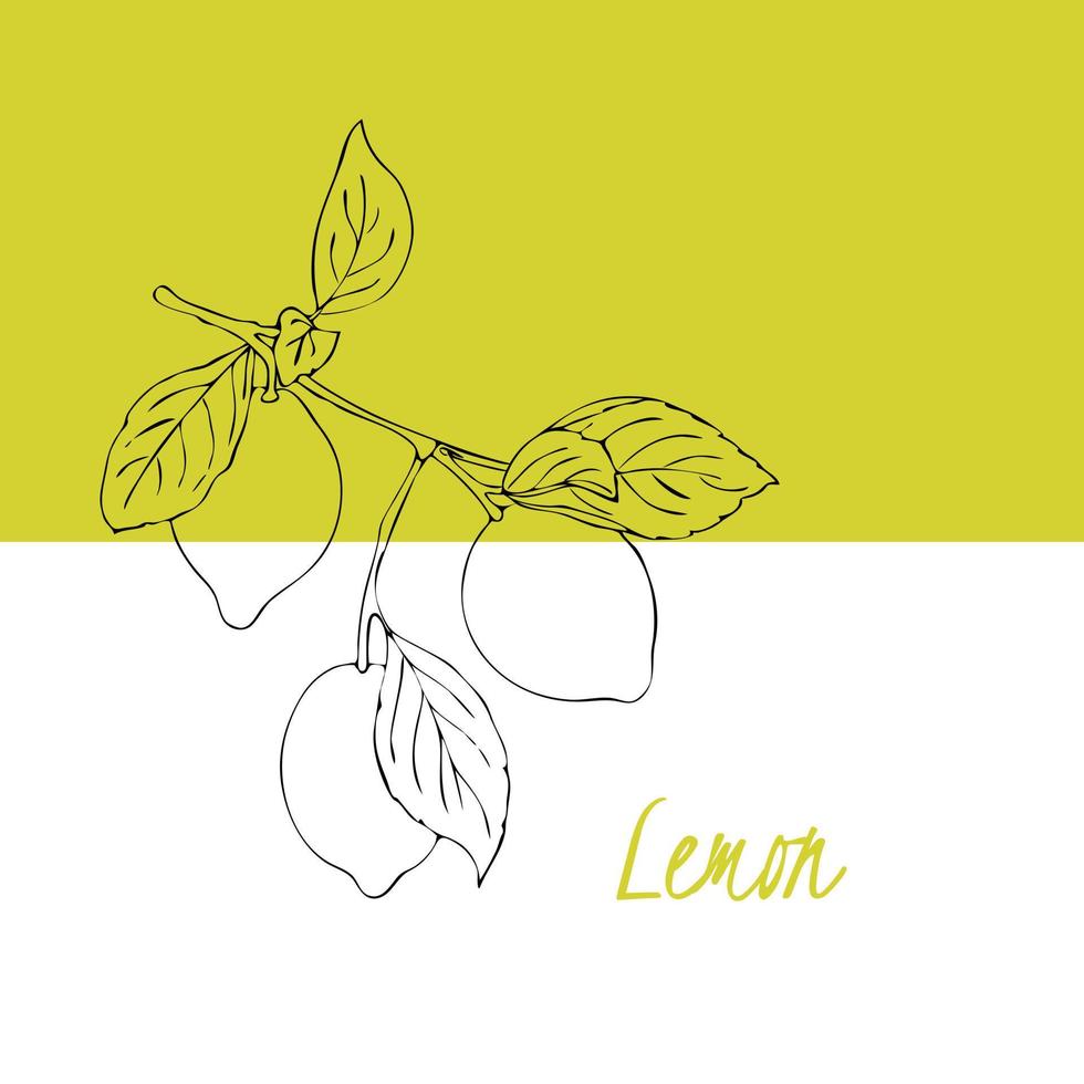 ramo di limone con foglie e frutti, scarabocchi disegnati a mano, volantino etichetta modello sfondo sfondo. vettore