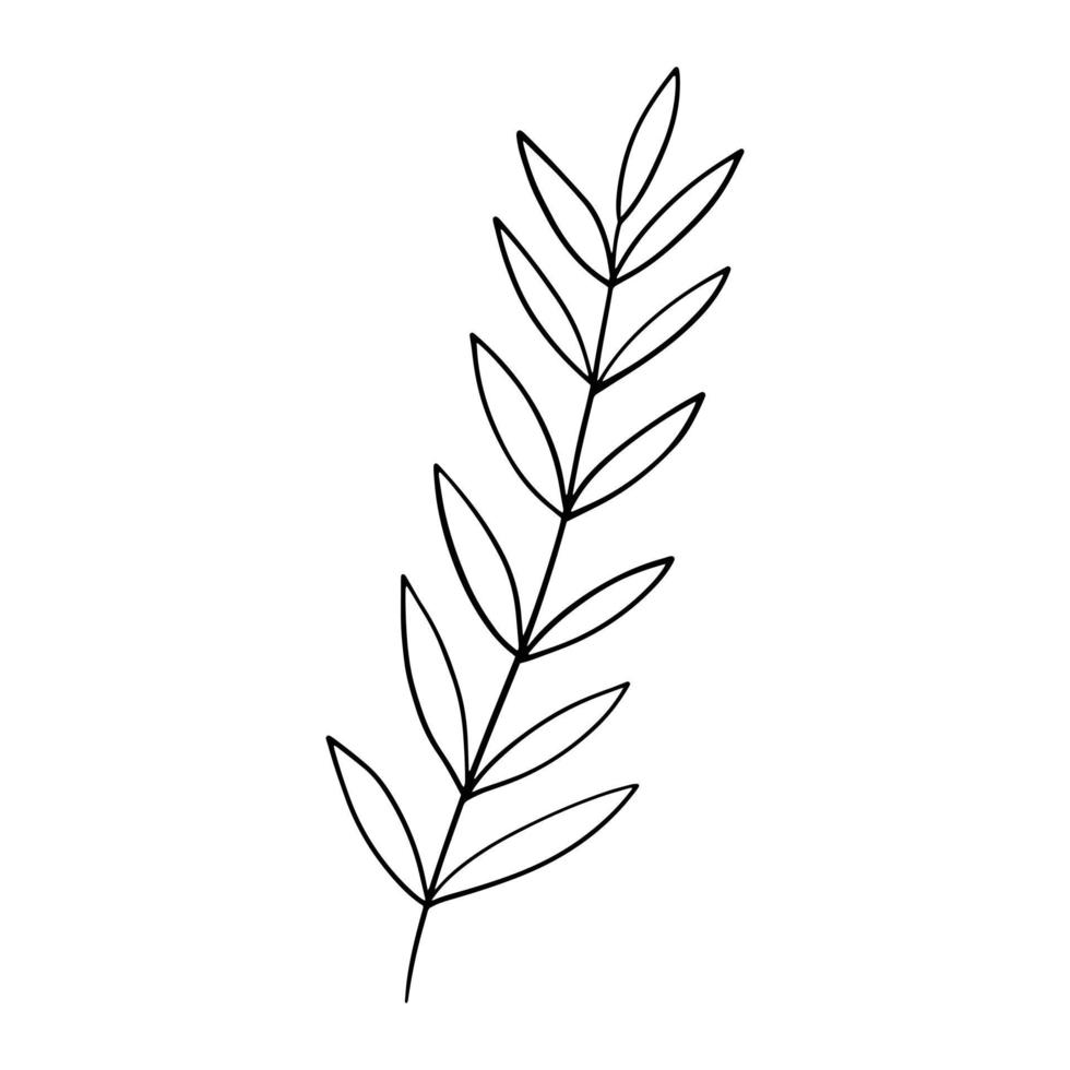 scarabocchio di foglia disegnato a mano. pianta disegnata a mano in stile doodle. illustrazione botanica. vettore