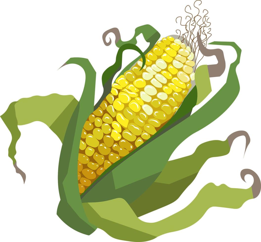 illustrazione vettoriale di mais pannocchie di mais organiche disegnate