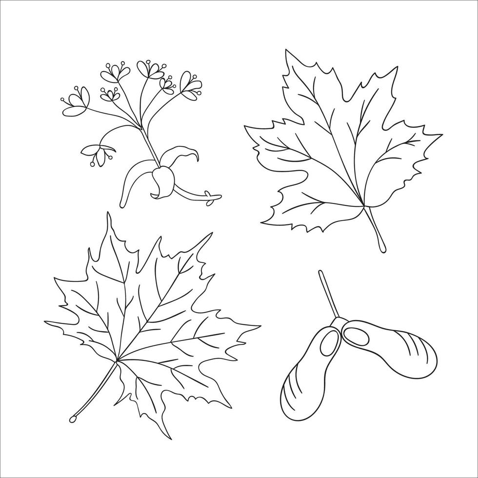 insieme di vettore degli elementi dell'albero di acero di linea isolati su priorità bassa bianca. illustrazione botanica di foglia d'acero, brunch, fiori, frutta chiave. clip art in bianco e nero