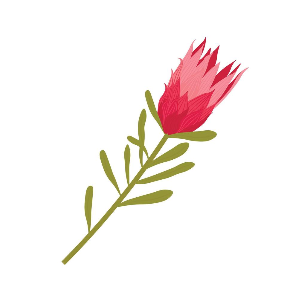 illustrazione di stock di vettore di fiori di protea. pianta di protea reale rosa in fiore. fiori esotici. una protea gigante. avvicinamento. Isolato su uno sfondo bianco.