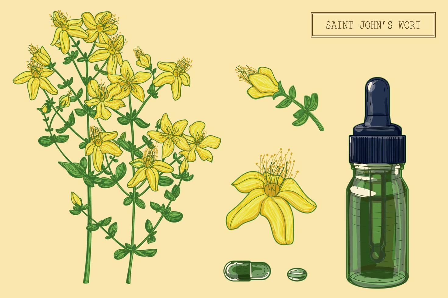 pianta e contagocce di erba medica di san giovanni, illustrazione botanica disegnata a mano in uno stile moderno alla moda vettore