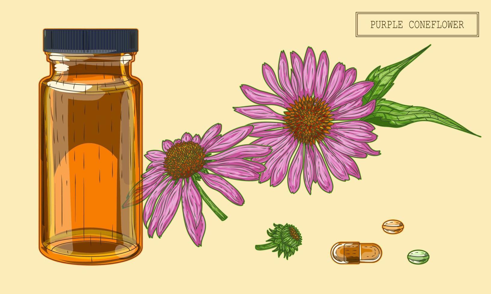 fiori di echinacea medica e flacone, illustrazione disegnata a mano in stile retrò vettore