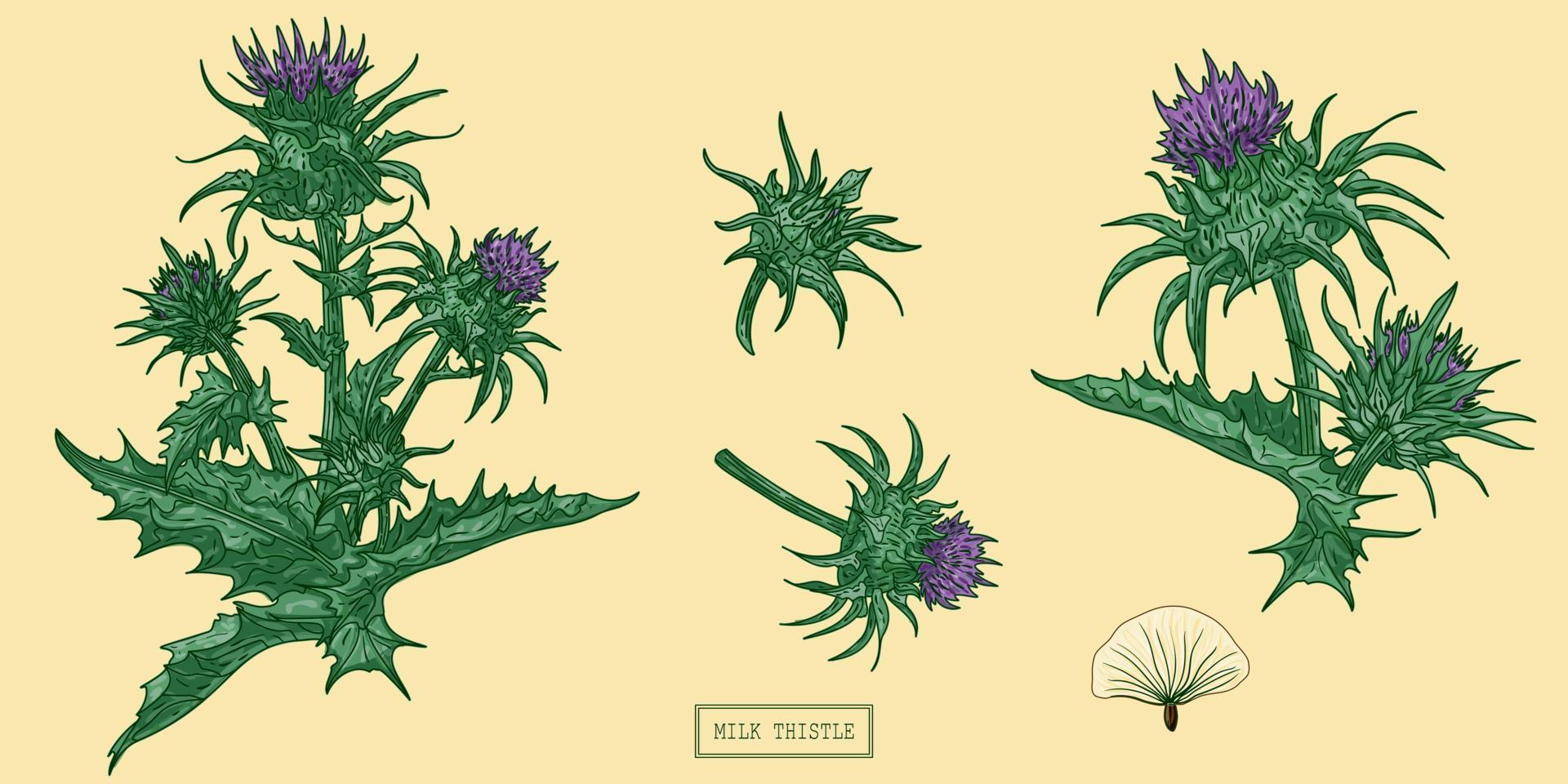 pianta medica di cardo mariano, illustrazione botanica disegnata a mano in uno stile piatto alla moda vettore