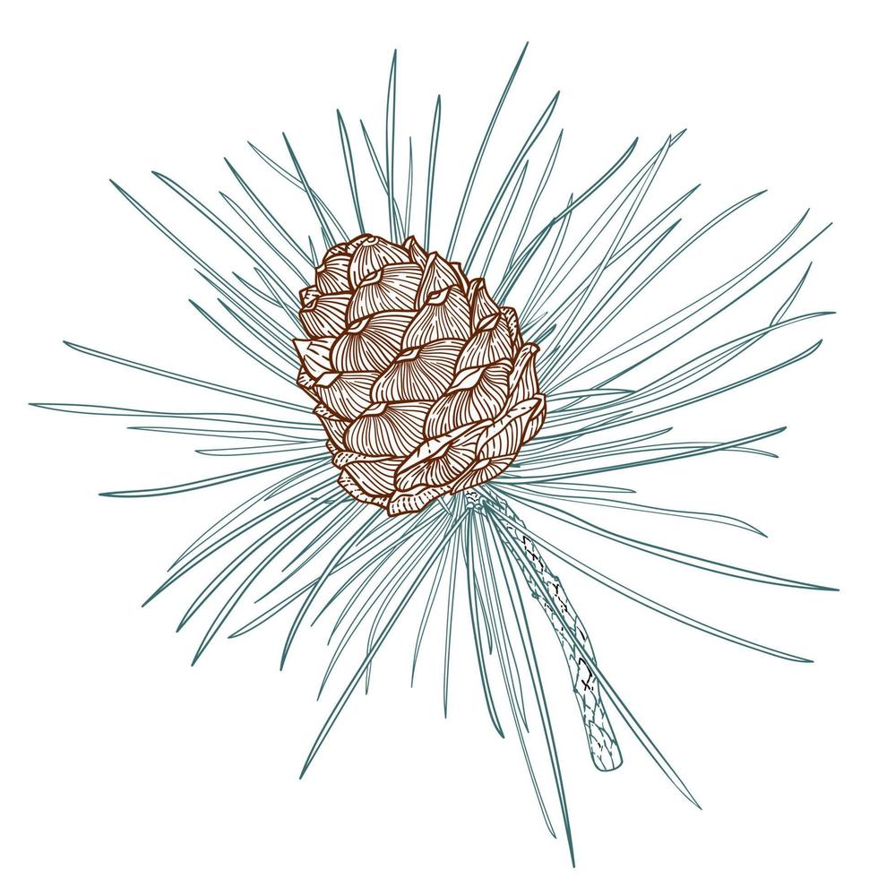 ramo di cedro realistico con coni, illustrazione di arte linea vettore