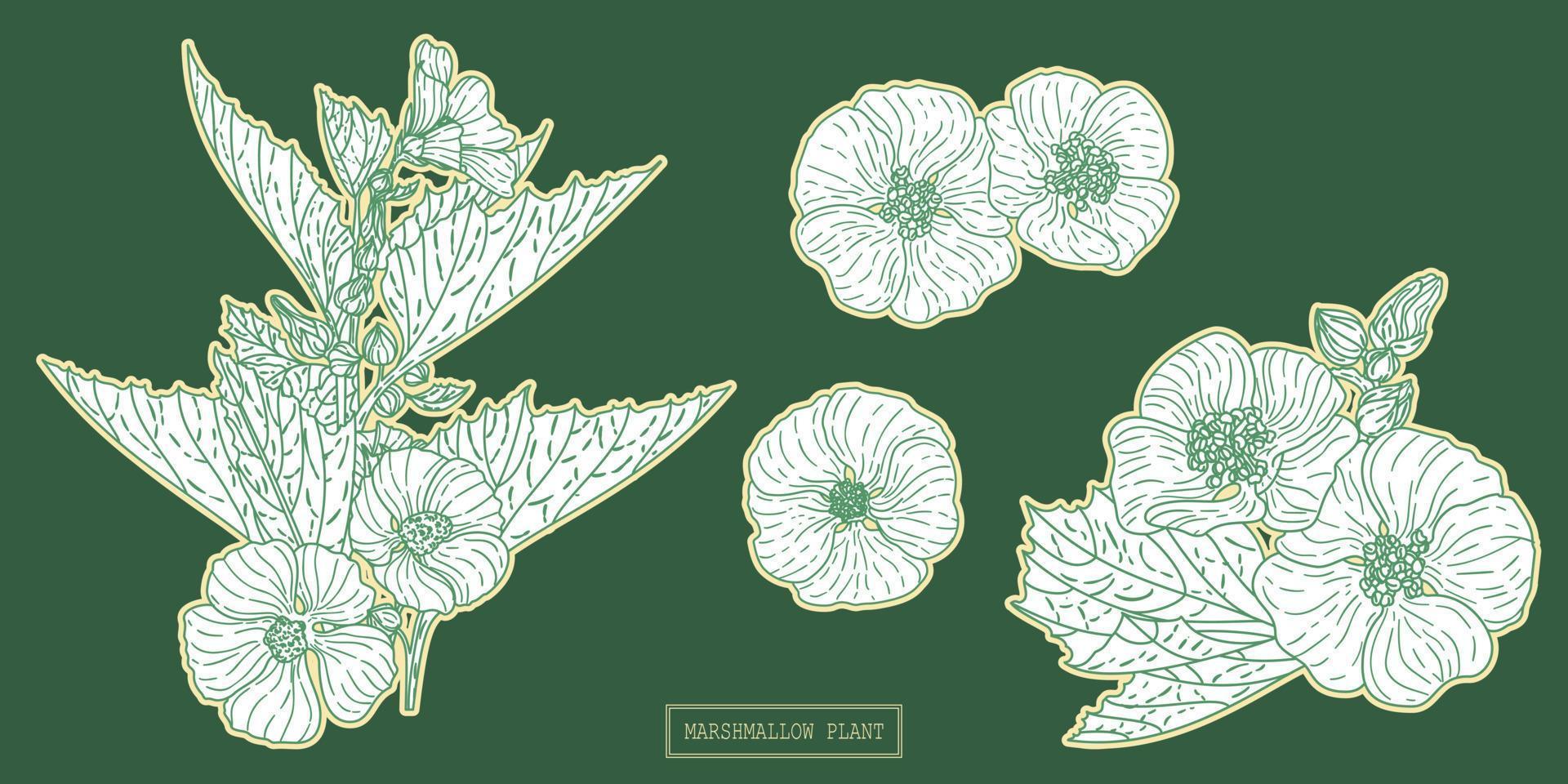 pianta medica di marshmallow, illustrazione botanica disegnata a mano in una linea d'arte vettore