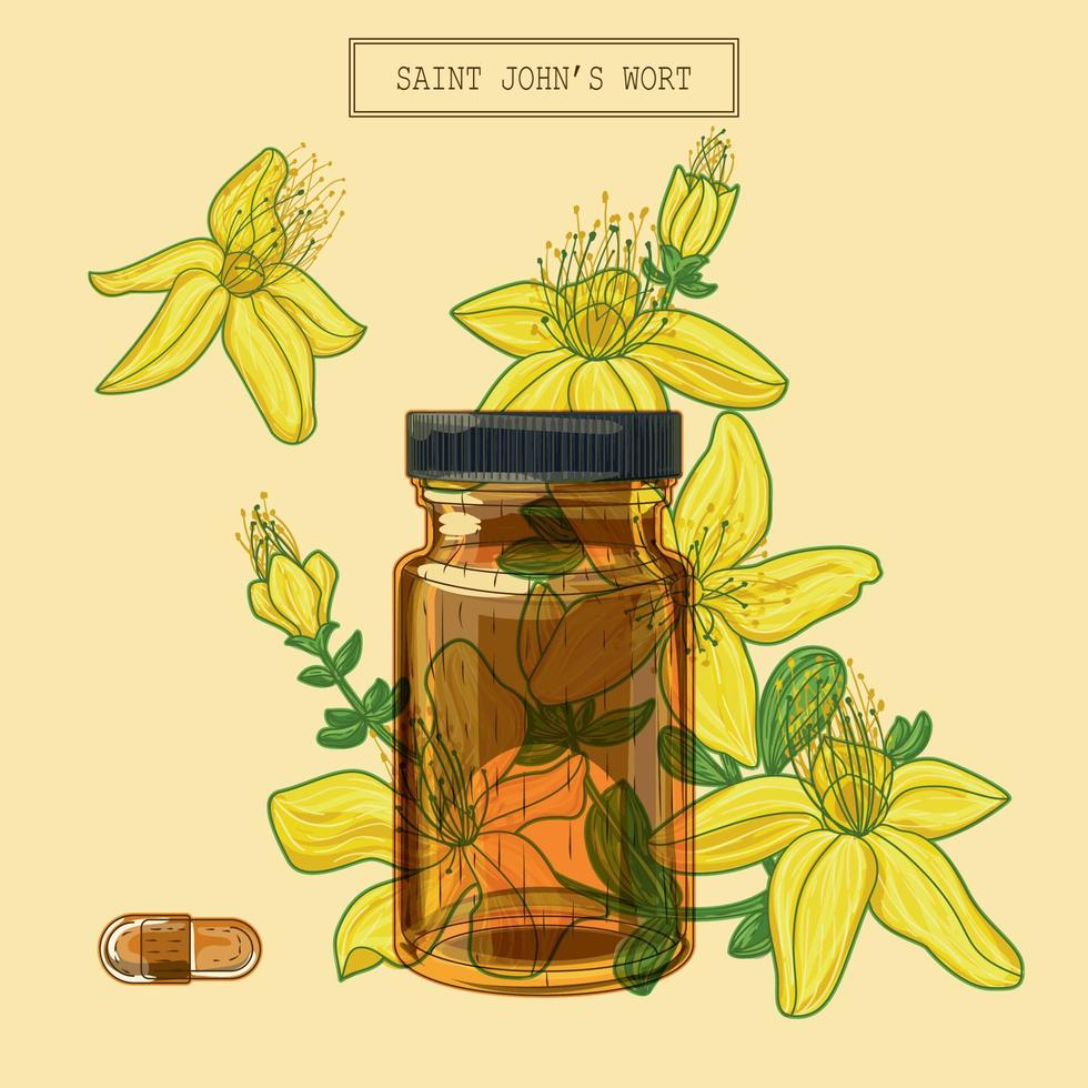 fiori di erba di san giovanni e fiala di vetro marrone e pillola, illustrazione botanica disegnata a mano in uno stile moderno alla moda vettore