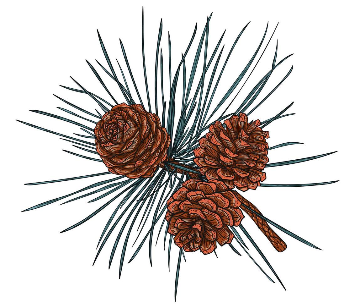 ramo di cedro realistico con coni, illustrazione di natale e capodanno. vettore