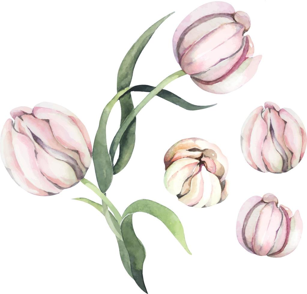acquerelli di fiori di tulipano 12 vettore
