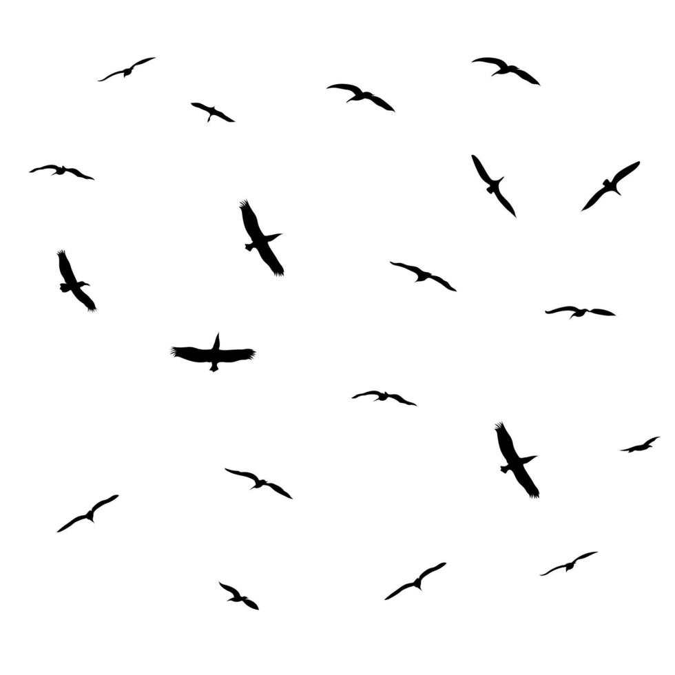 grafica design silhouette uccello sul cielo isolato sfondo bianco illustrazione vettoriale