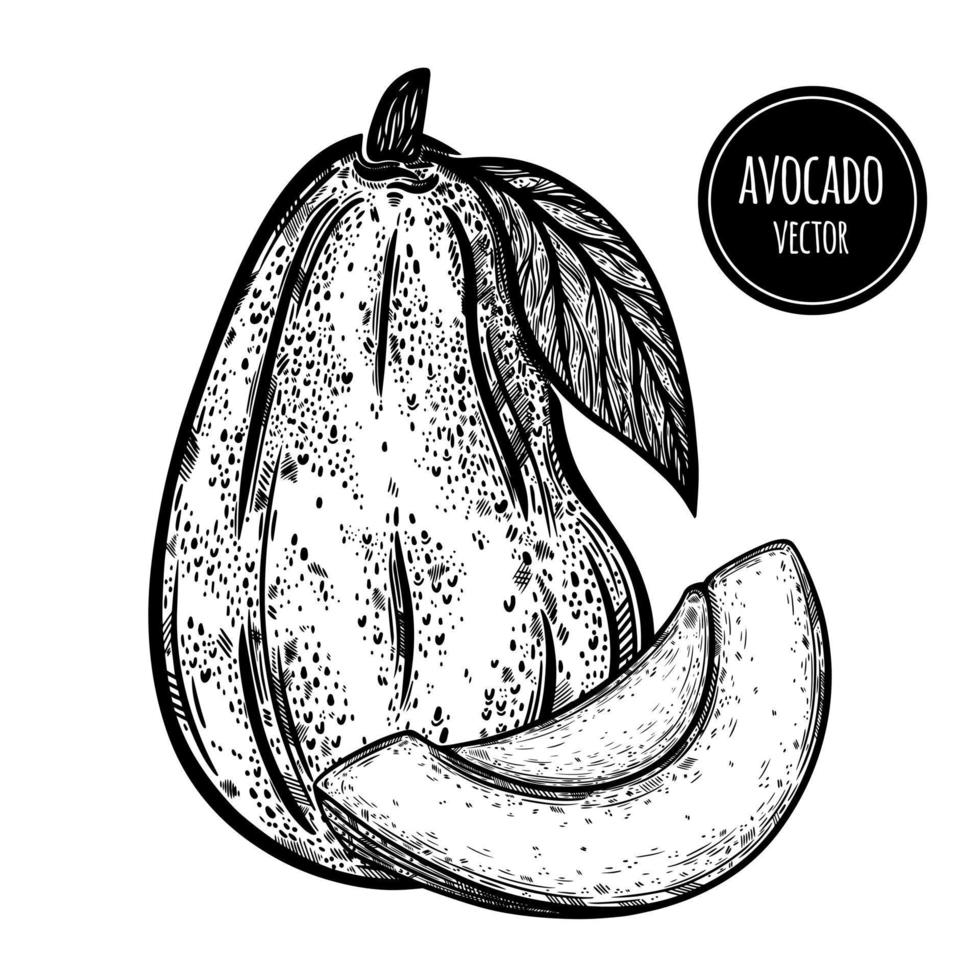 icona vettore avocado. frutta intera del giardino, fetta. verdura esotica fresca su un ramo con una foglia, pezzo tagliato. schizzo in bianco e nero disegnato a mano. contorno monocromatico di cibo naturale sano