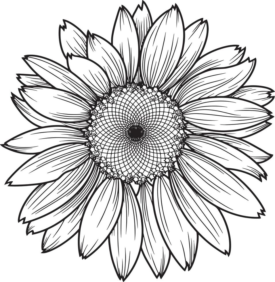 fiore di girasole, camomilla, margherita, illustrazione monocromatica. immagine vettoriale su uno sfondo trasparente.