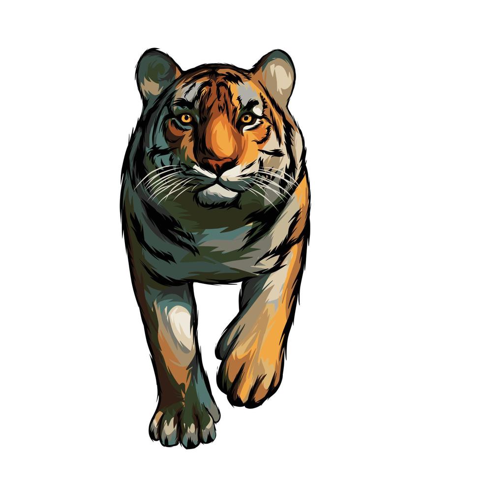 tigre del Bengala vettore sfondo bianco