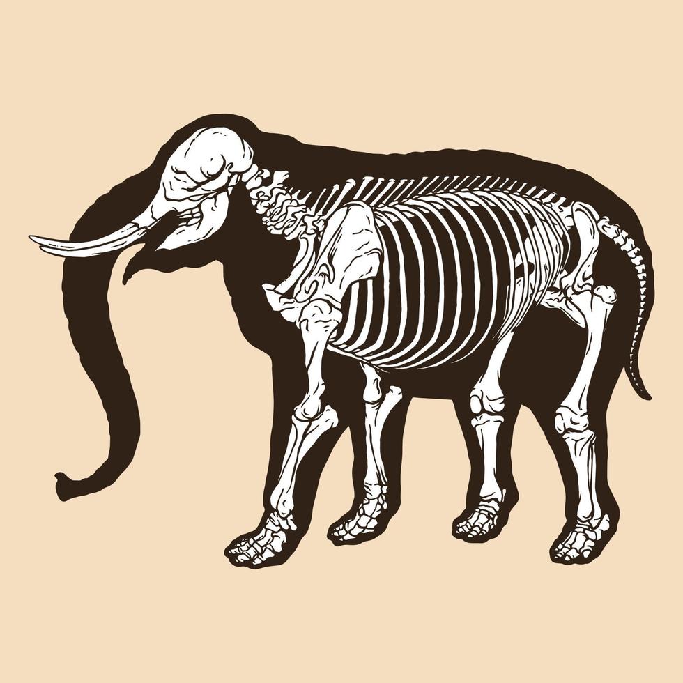 scheletro elefante illustrazione vettoriale