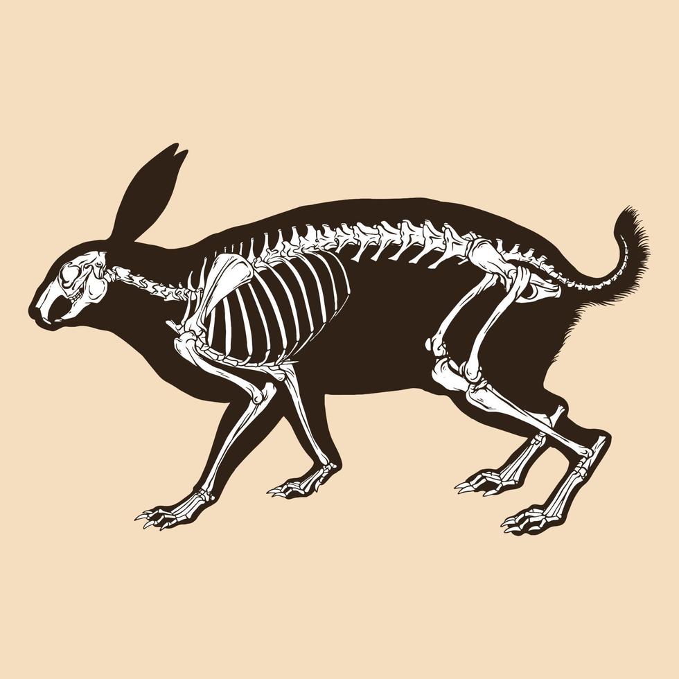 illustrazione vettoriale di scheletro di coniglio