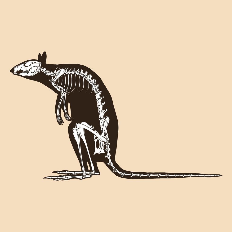 illustrazione vettoriale di canguro scheletro