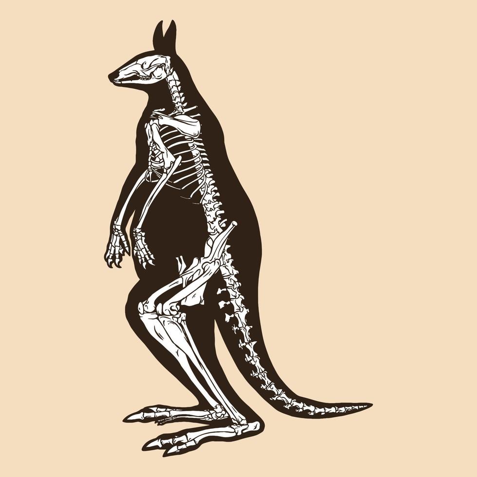 illustrazione vettoriale di canguro rosso scheletro