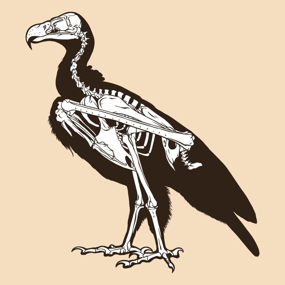 scheletro avvoltoio illustrazione vettoriale