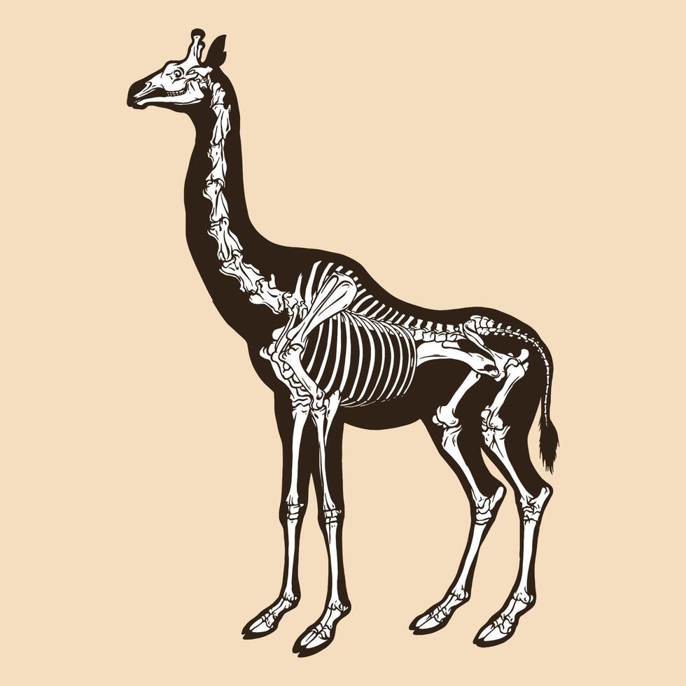 illustrazione vettoriale di scheletro giraffa