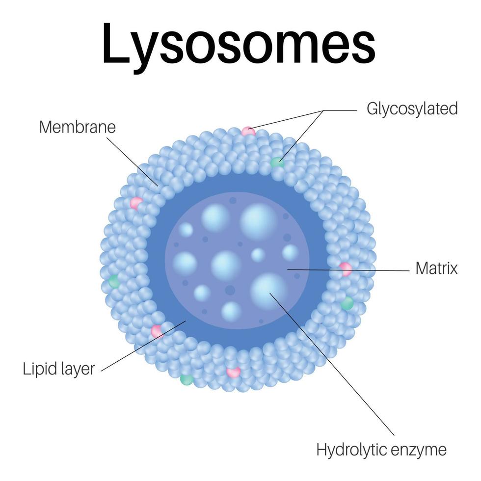 I lisosomi sono organelli racchiusi nella membrana. lisosomi nella cellula. vettore