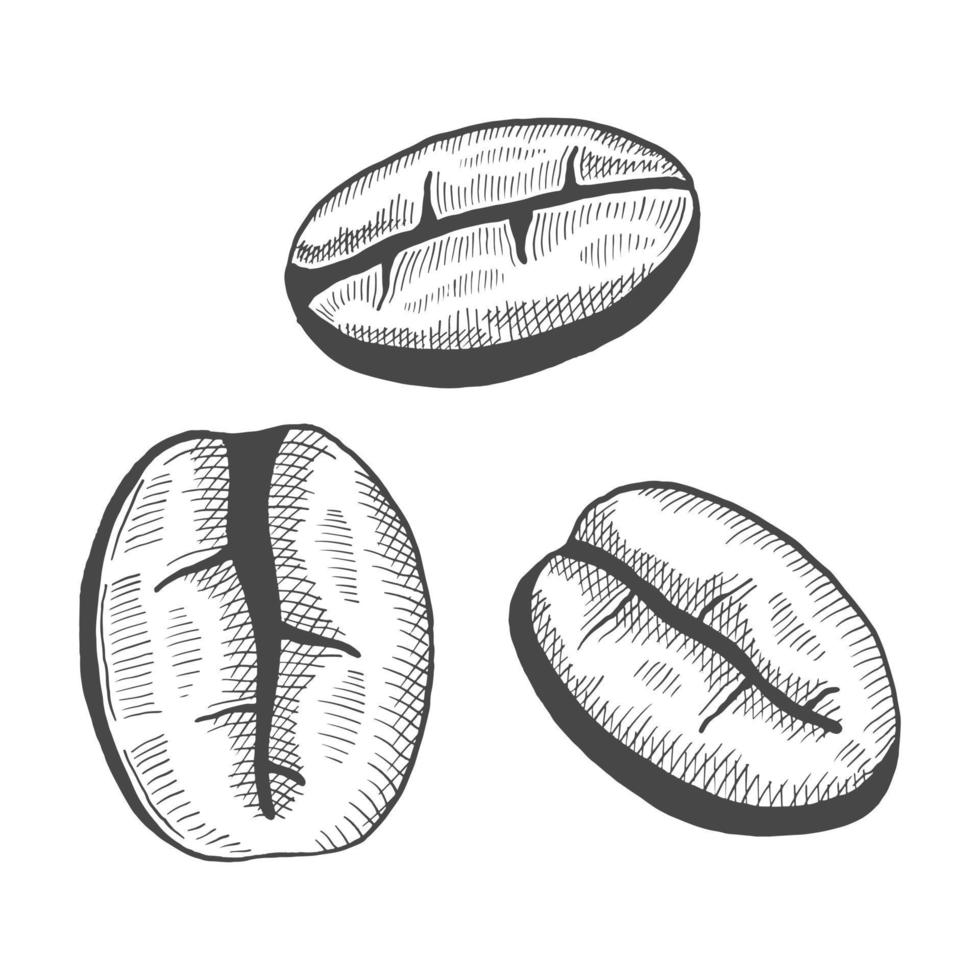 amante dei chicchi di caffè singolo schizzo disegnato a mano isolato con stile del contorno vettore