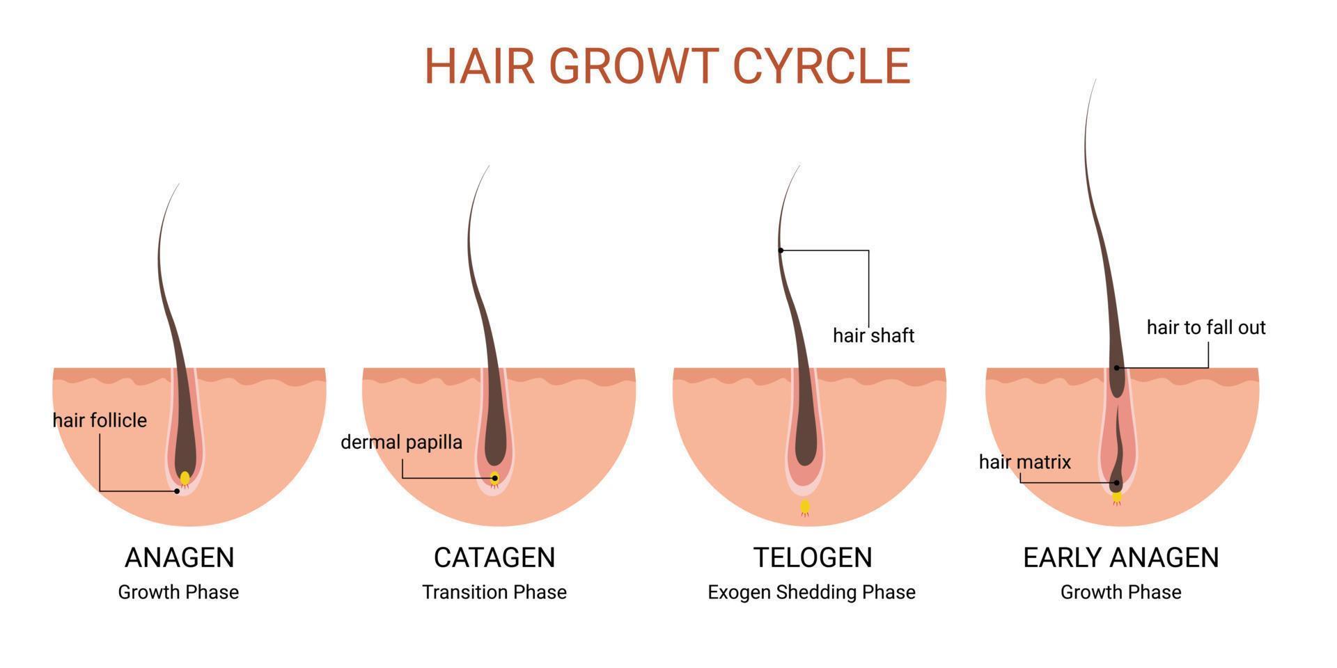 poster educativo medico del ciclo di crescita dei capelli vettore