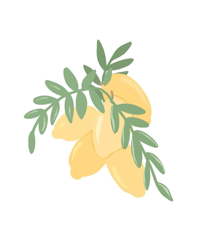 illustrazione isolata di limoni su un ramo. limone fresco e succoso. vettore