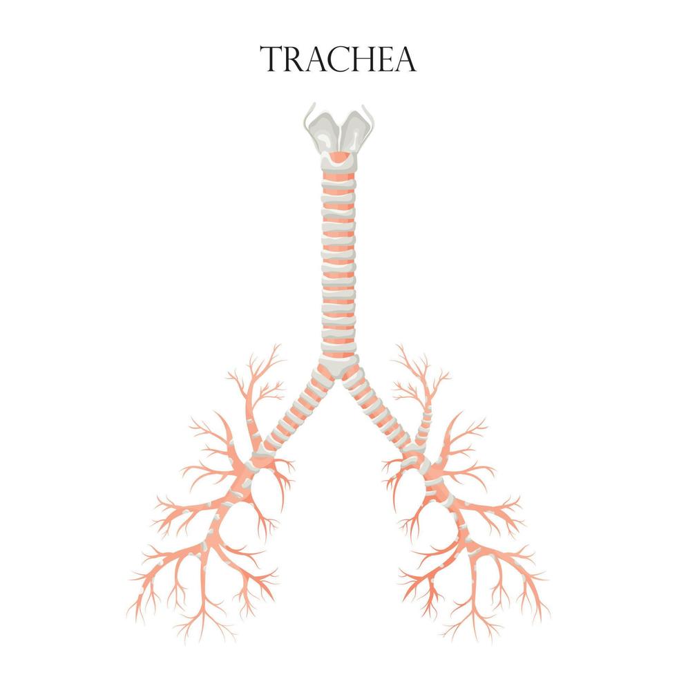 grafico biologico educativo medico vettoriale per il diagramma della trachea. illustrazione di anatomia isolato su sfondo bianco