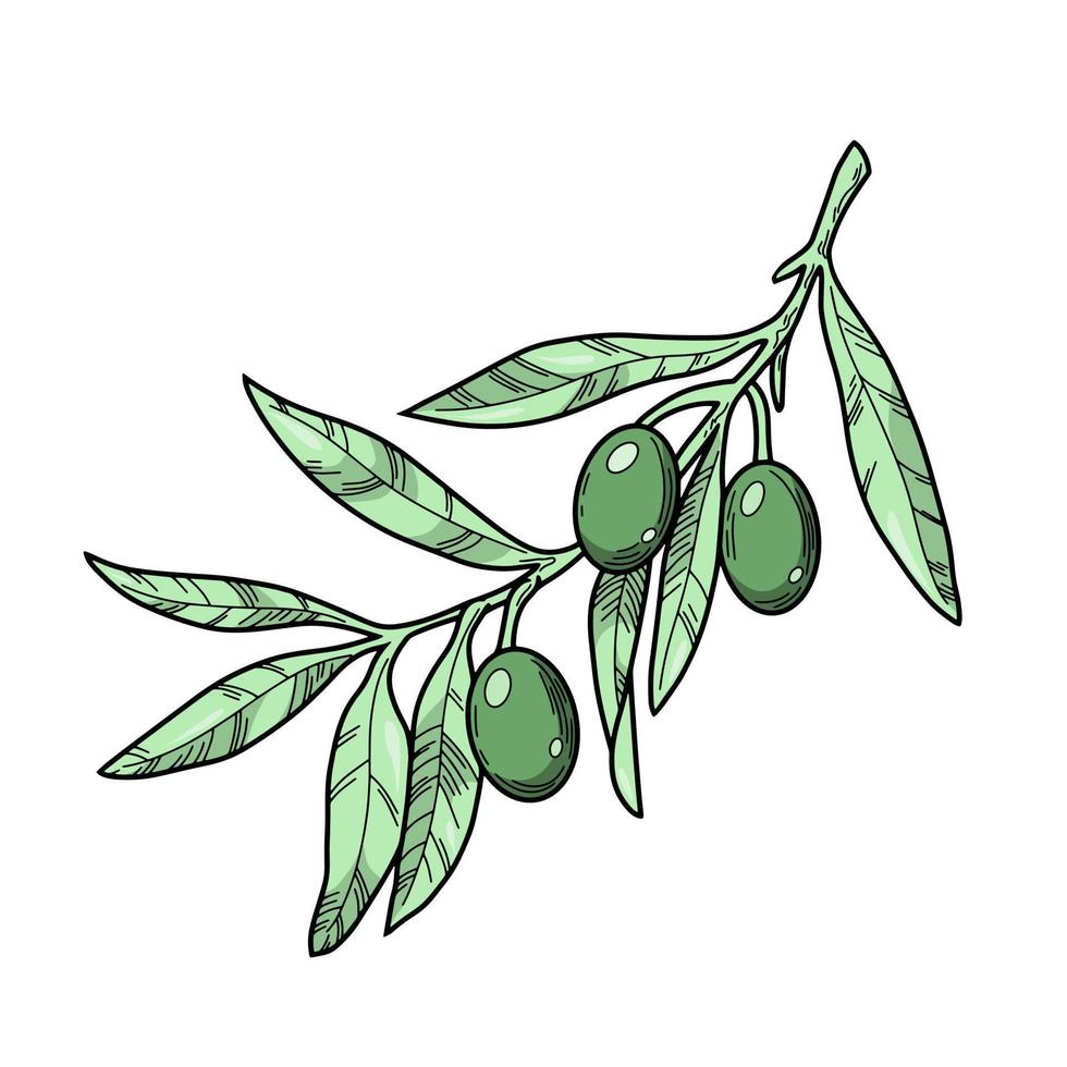 ramo di olivo con bacche di olivo verde scuro, linea, illustrazione botanica su sfondo bianco vettore