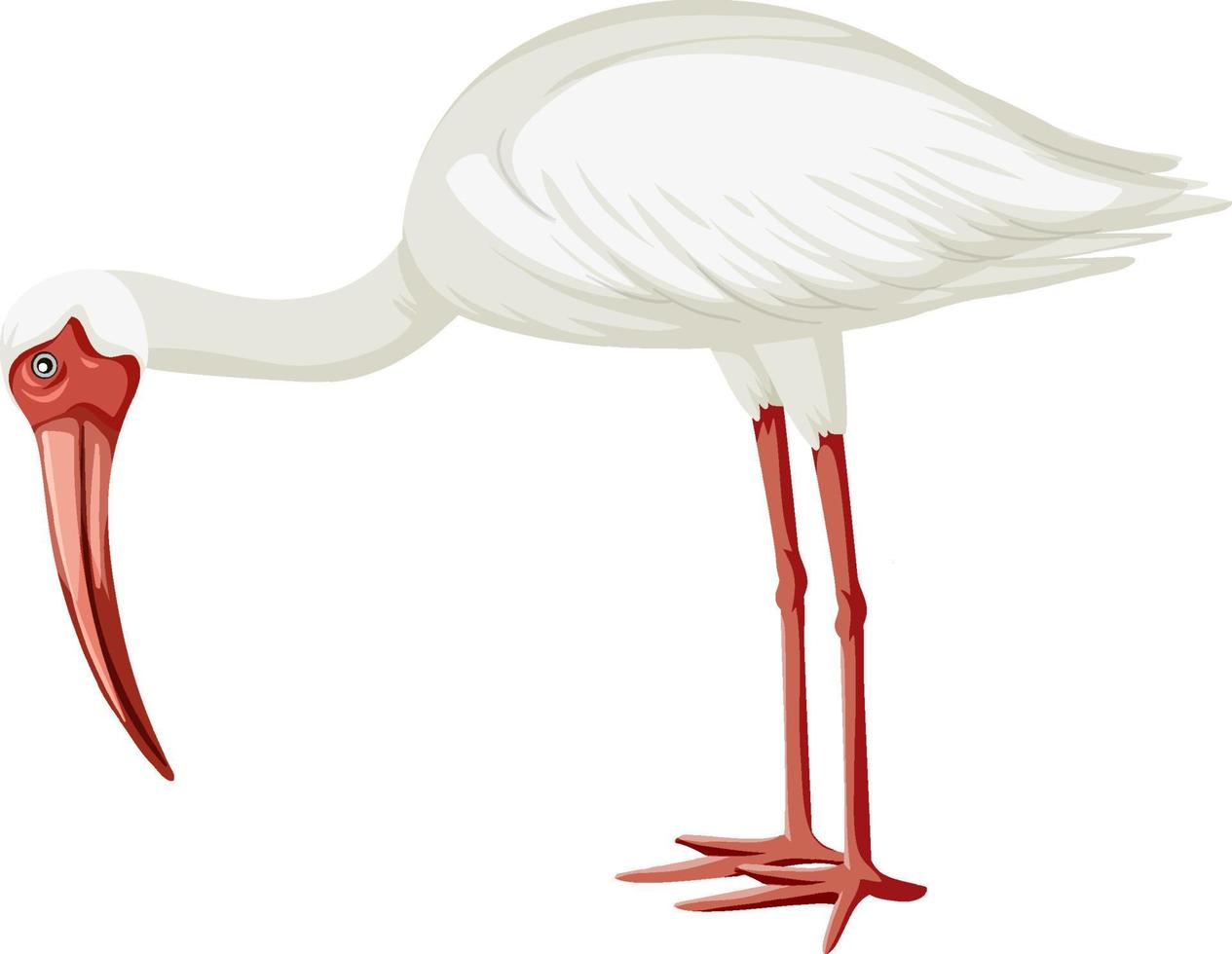 ibis bianco americano isolato vettore