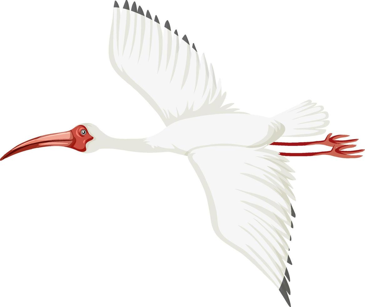 ibis bianco americano isolato vettore