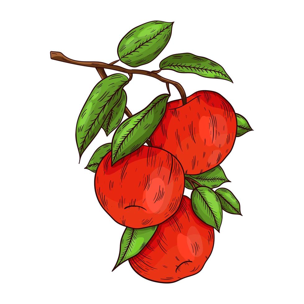mela su un ramo, disegnato a mano, su sfondo bianco, illustrazione vettoriale