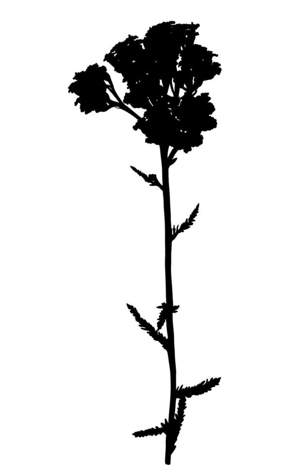 silhouette di fiori di campo isolato su sfondo bianco. achillea fiore di prato. illustrazione vettoriale. vettore