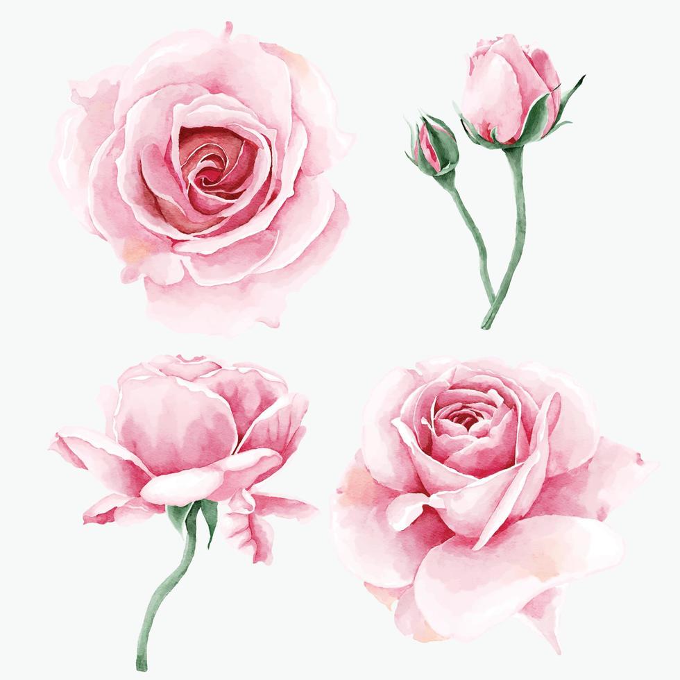 collezione di fiori di rosa ad acquerello vettore