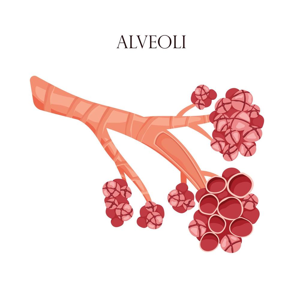alveoli anatomici. lo spazio aereo nei polmoni attraverso il quale vengono scambiati ossigeno e anidride carbonica. illustrazione vettoriale