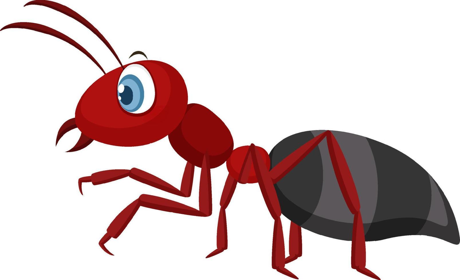 formica rossa isolata su sfondo bianco vettore