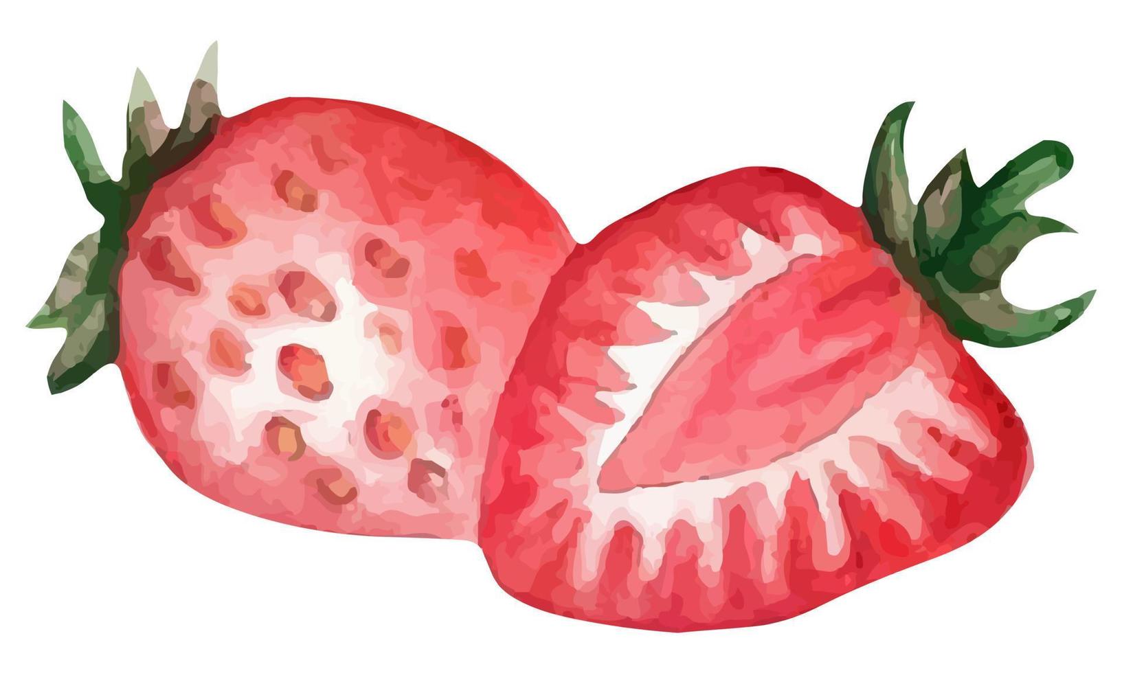 fragola disegnata ad acquerello di vettore. vettore