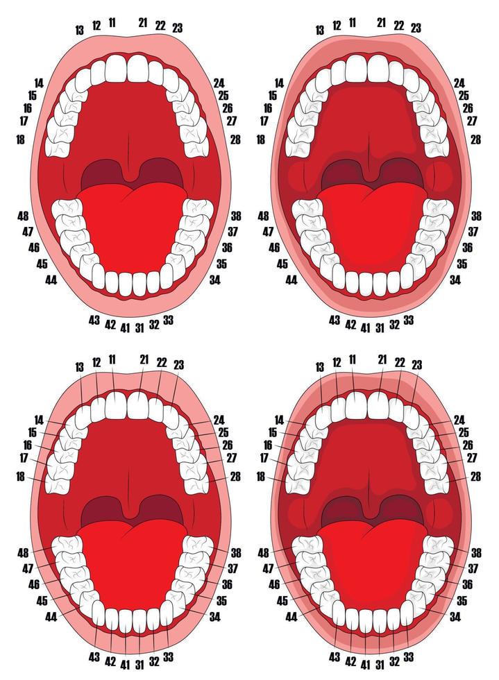 denti. cavità orale. illustrazione vettoriale della cavità orale con denti numerati per cliniche dentali, poster, opuscoli.