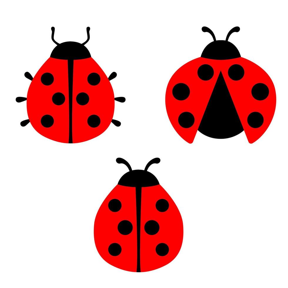 illustrazione grafica vettoriale coccinella, isolata su bianco. carino semplice design piatto di coccinella nera e rossa.