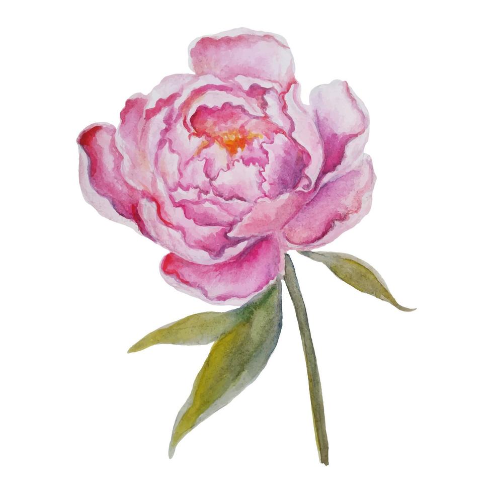 illustrazione ad acquerello colorato con fiore di peonia rosa. vettore