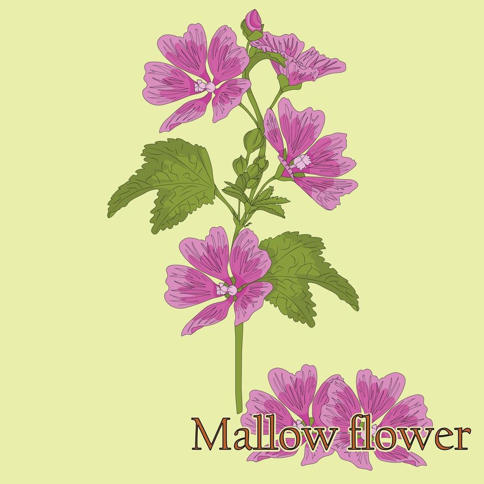 fiore di malva. illustrazione di una pianta con fiori da utilizzare nella decorazione, nella creazione di bouquet, nella cottura di tisane medicinali e alle erbe. vettore