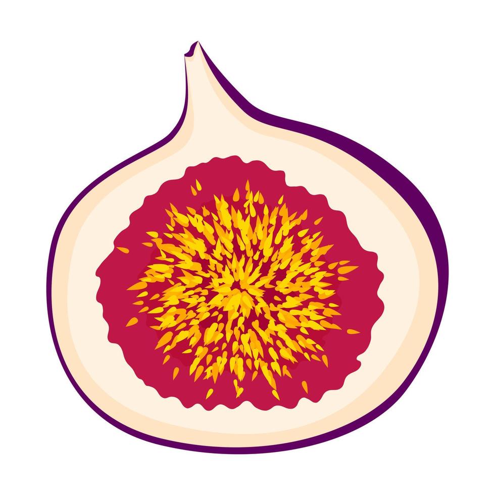 illustrazione isolata piana di vettore della frutta vegana del fico esotico