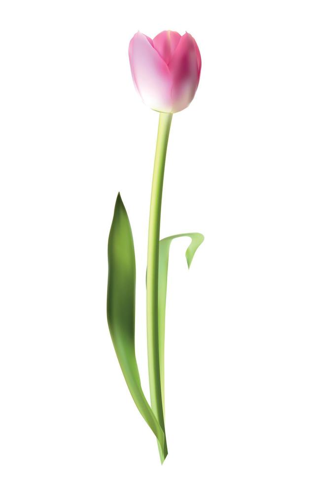 bella rosa realistica illustrazione vettoriale tulipano