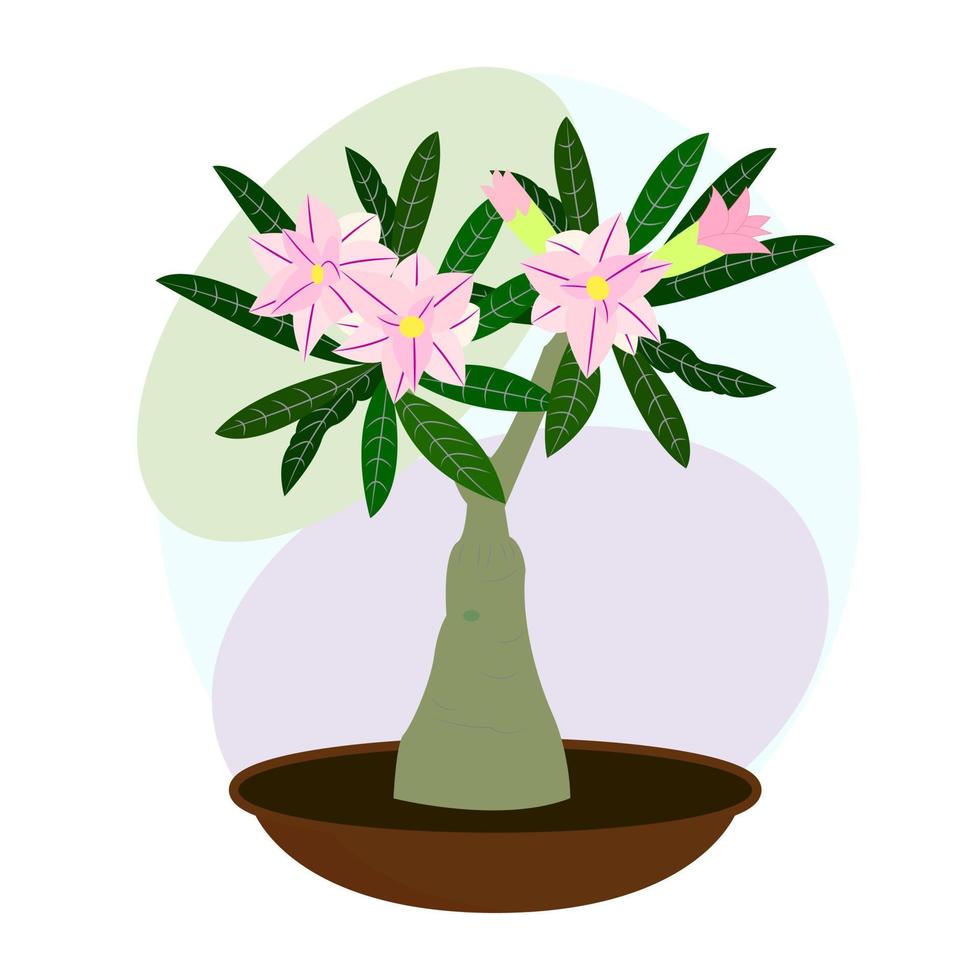 fiore da interno. pianta della casa. adenium in fiore. bonsai. immagine vettoriale