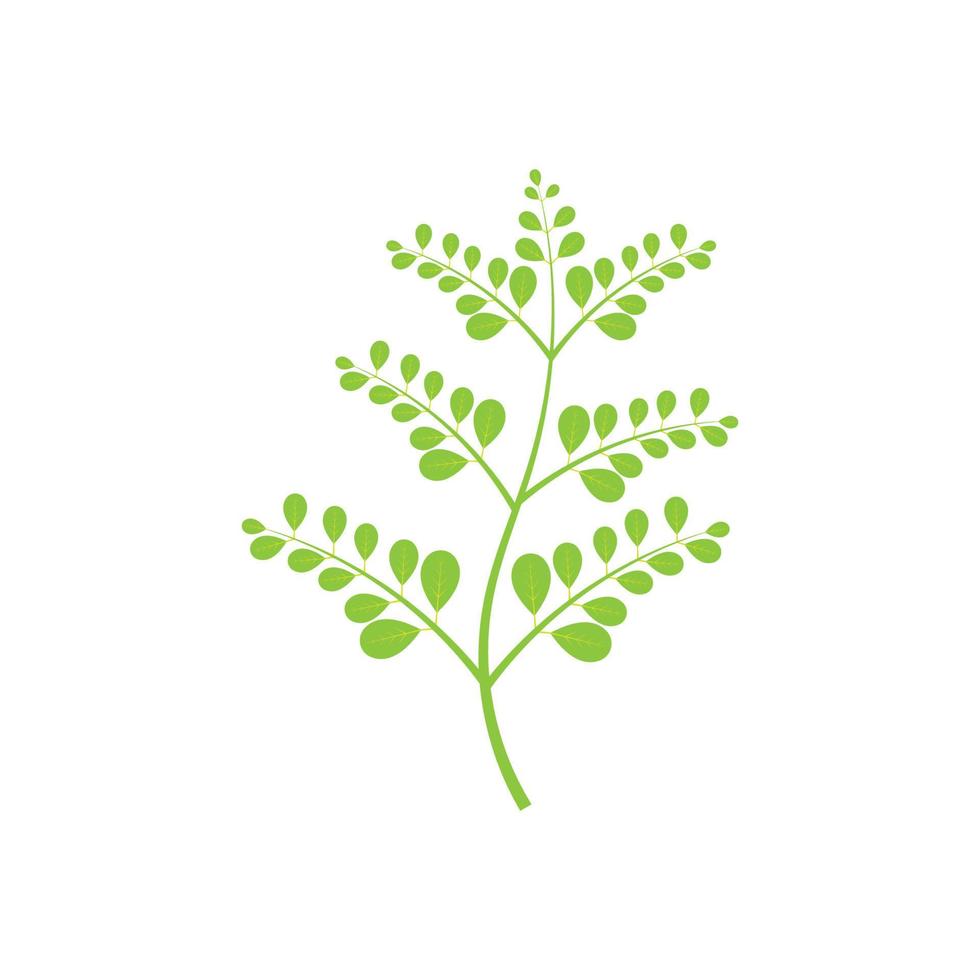 disegno vettoriale dell'illustrazione del logo della foglia di moringa