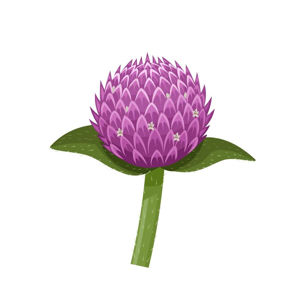 illustrazione vettoriale di gomphrena globosa o amaranto globo, noto anche come fiore pulsante scapolo, isolato su sfondo bianco.
