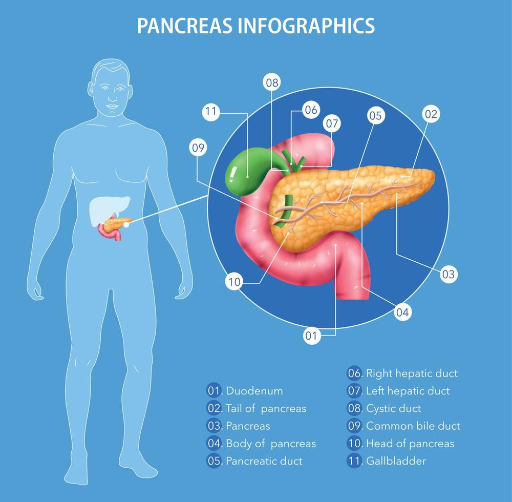 infografica realistica di anatomia del pancreas vettore