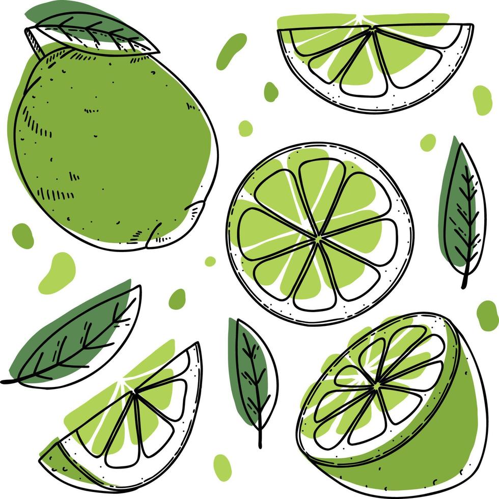 set di lime vettoriali - lime, fetta, metà, intero e foglie. collezione di agrumi disegnati a mano astratta verde con contorno nero isolato su sfondo bianco.