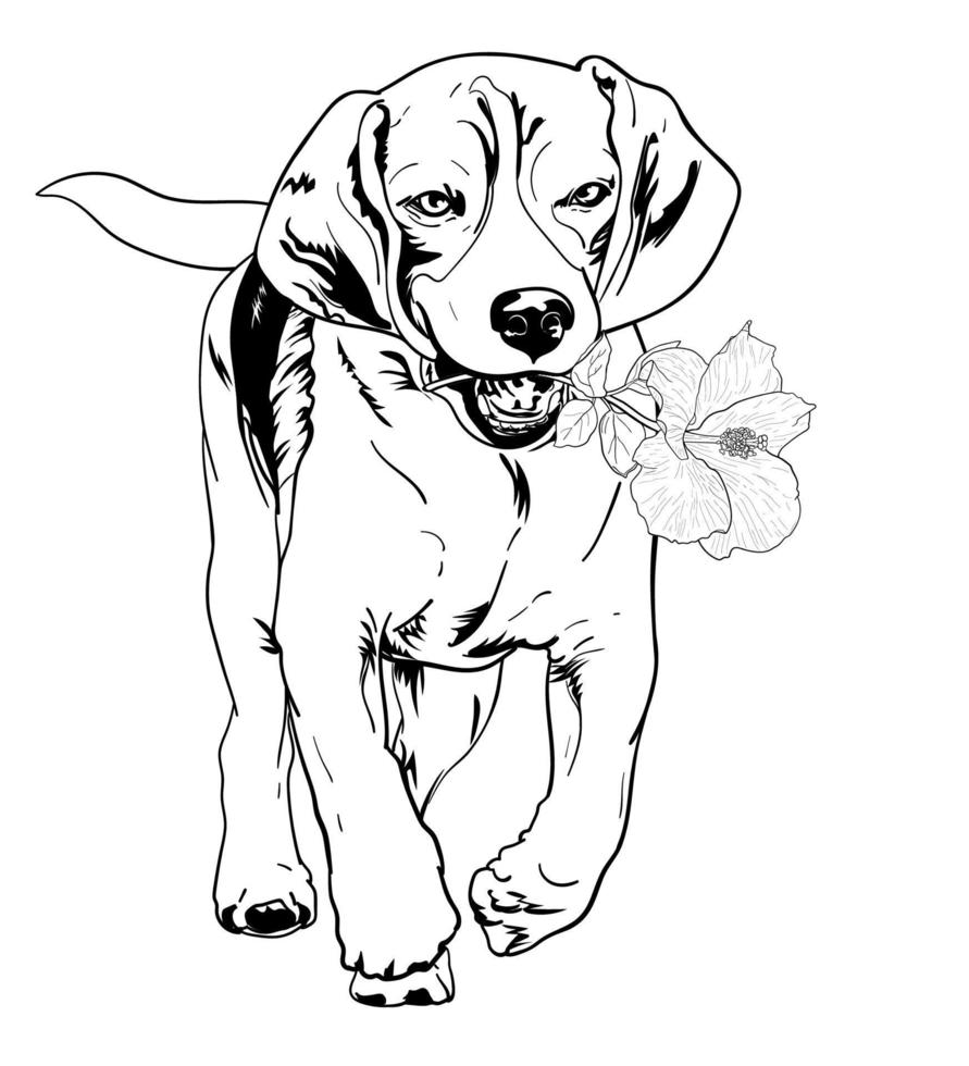 beagle che tiene i fiori mentre corre. vettore